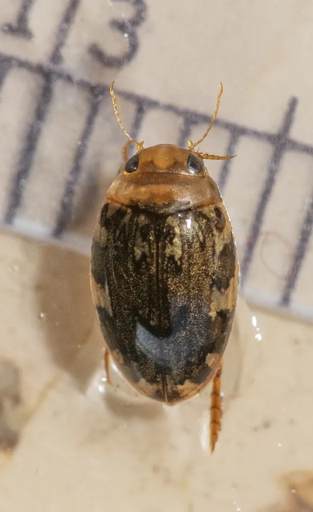 Laccophilus maculosus - photo 3