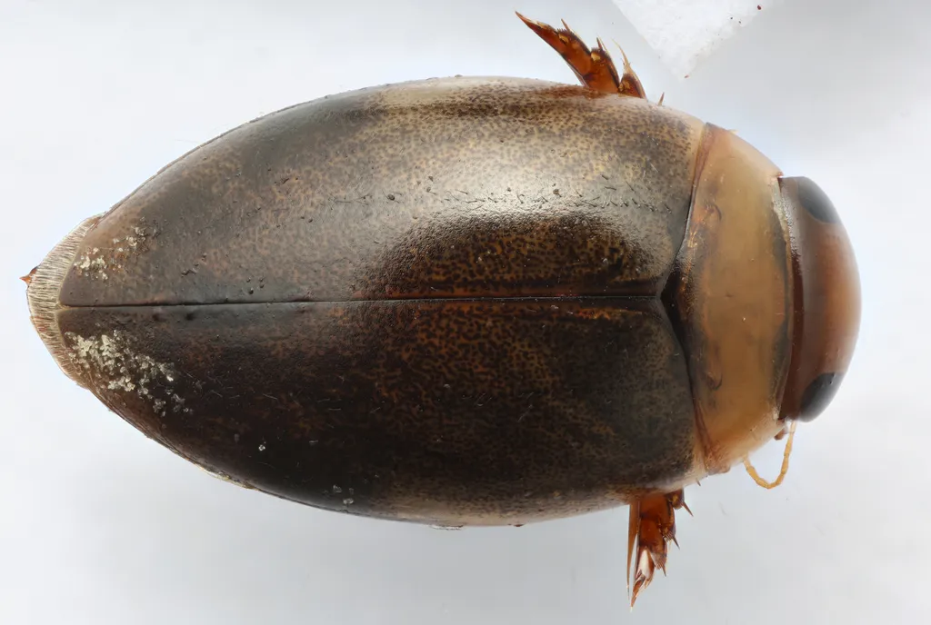 Laccophilus mexicanus - photo 2