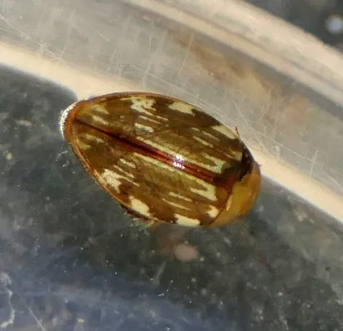 Laccophilus minutus