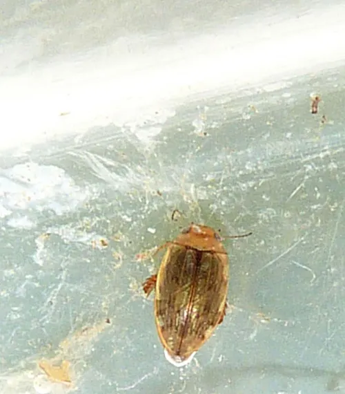 Laccophilus minutus - photo 2