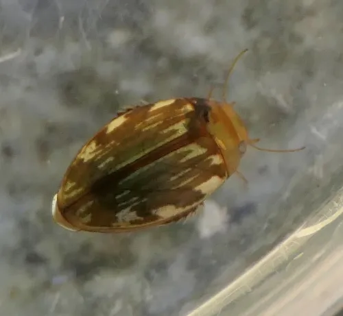 Laccophilus minutus - photo 3