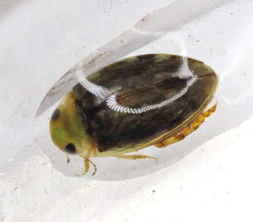 Laccophilus minutus - photo 4