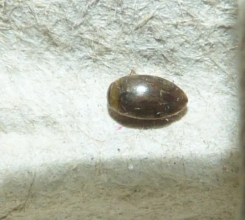 Laccophilus minutus - photo 5