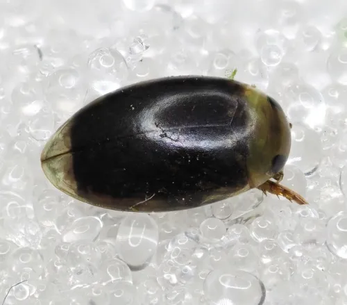 Laccophilus minutus - photo 6