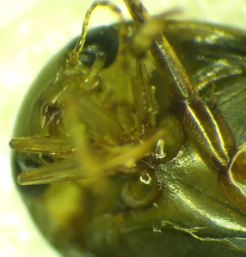 Laccophilus minutus - photo 7