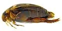 Laccophilus oscillator - photo 4
