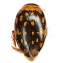 Laccophilus pictus