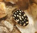Laccophilus pictus - photo 2