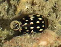Laccophilus pictus - photo 3