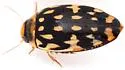 Laccophilus pictus - photo 4
