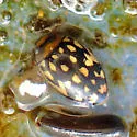 Laccophilus pictus - photo 5