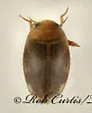 Laccophilus proximus - photo 2