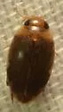 Laccophilus proximus - photo 3