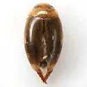 Laccophilus proximus - photo 4