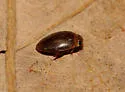 Laccophilus proximus - photo 5