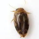 Laccophilus quadrilineatus - Laccophilus quadrilineatus