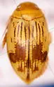 Laccophilus quadrilineatus - photo 2