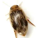 Laccophilus quadrilineatus - photo 3