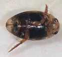 Laccophilus salvini - photo 2