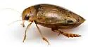 Laccophilus sonorensis - photo 2