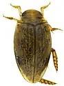 Laccophilus sonorensis - photo 3