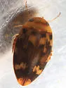 Laccophilus undatus - photo 2