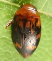 Laccophilus undatus - photo 3