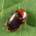 Laccophilus undatus - photo 4