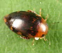 Laccophilus undatus - photo 5