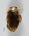 Laccophilus vacaensis - Laccophilus vacaensis
