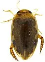 Laccophilus vacaensis - photo 3
