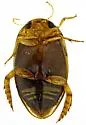 Laccophilus vacaensis - photo 4