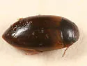 Laccornis conoideus - Laccornis conoideus