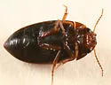 Laccornis conoideus - photo 2