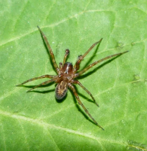 Lace-weaver Spider