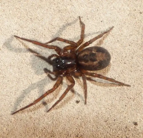 Lace-weaver Spider - photo 2