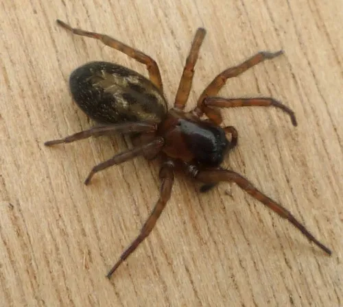 Lace-weaver Spider - photo 3
