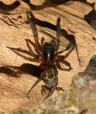 Lace-weaver Spider - photo 4