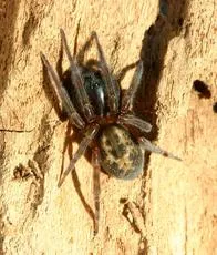Lace-weaver Spider - photo 5