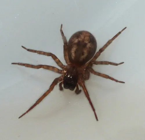 Lace-weaver Spider - photo 6