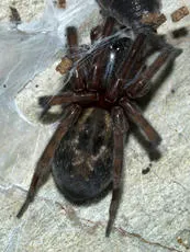 Lace-weaver Spider - photo 7