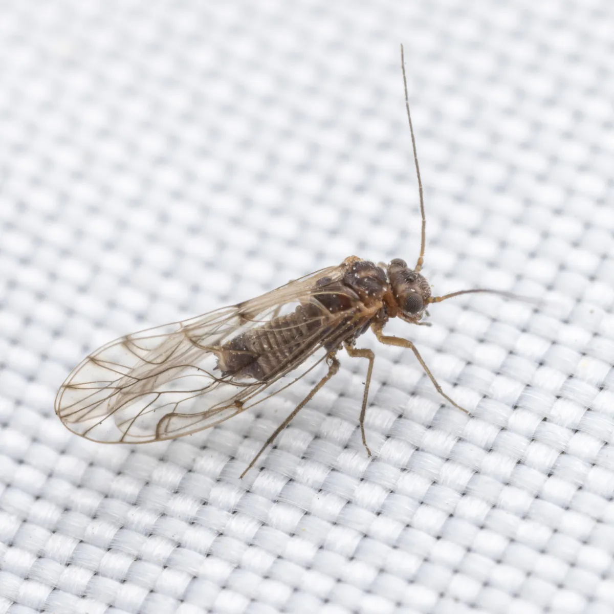 Lachesilla andra