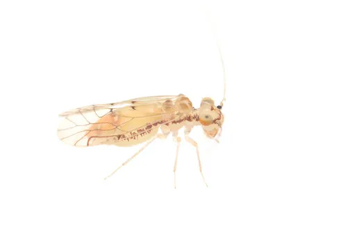 Lachesilla bottimeri