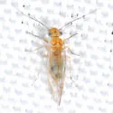 Lachesilla centralis