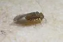 Lachesilla contraforcepeta