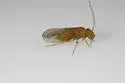 Lachesilla contraforcepeta - photo 2