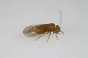 Lachesilla contraforcepeta - photo 3