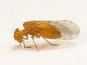 Lachesilla contraforcepeta - photo 4