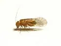Lachesilla contraforcepeta - photo 5