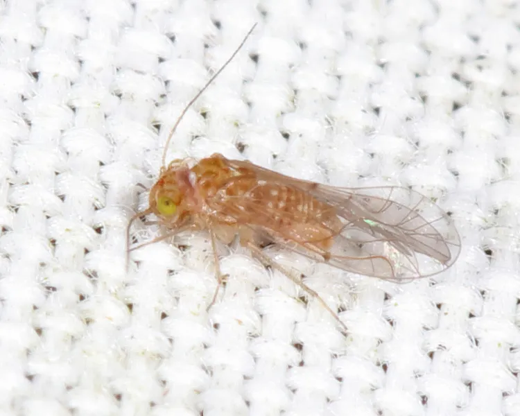Lachesilla corona